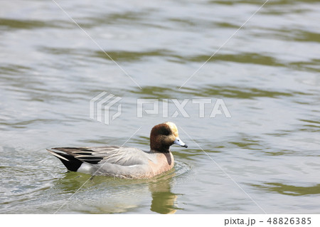 ヒドリガモ 48826385