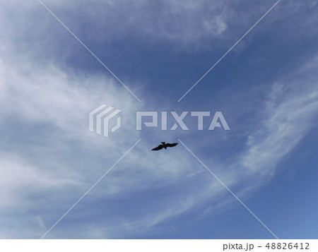 空に浮かぶ鳥 48826412