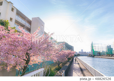 東京の春 木場、汐浜運河沿いの桜並木 東京の春 木場、汐浜運河沿いの桜並木 48826526