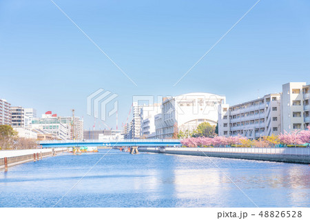 東京の春　木場、汐浜運河沿いの桜並木 48826528