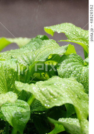 水に濡れたタマノカンザシの葉 48826562