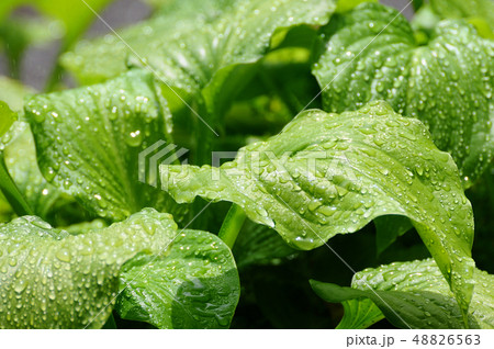 水に濡れたタマノカンザシの葉 48826563