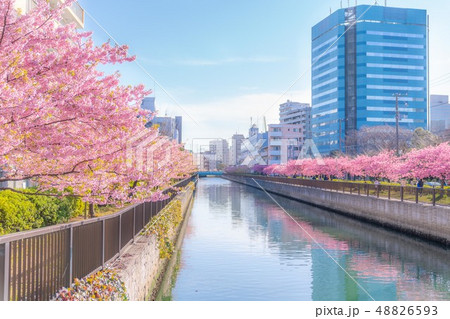 東京の春　木場、大横川沿いの桜並木 48826593