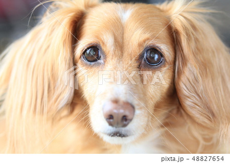 こちらを見つめる犬の写真素材