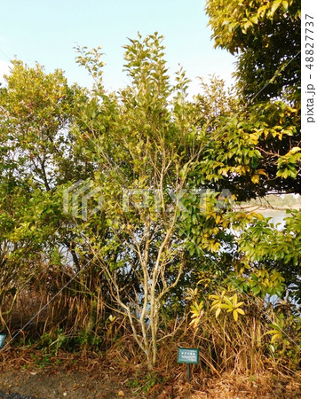 植木として評判のネズミモチ 植木として評判のネズミモチ 48827737