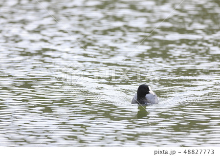 オオバン 48827773