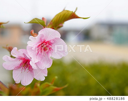 一枝の「梅の花びら」のクローズアップ 48828186