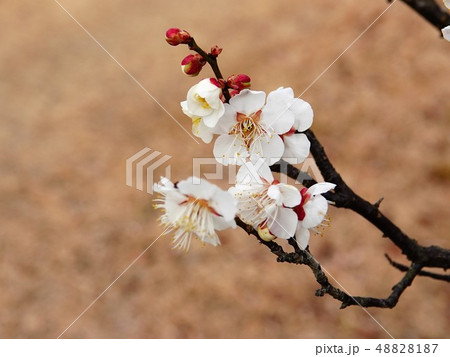 簪のような一枝の「梅の花」のクローズアップ 簪のような一枝の「梅の花」のクローズアップ 48828187