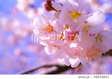 春イメージ　安行寒桜 48828601