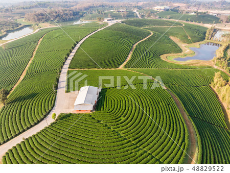 Landscape green tea terraced plantation on hill 48829522