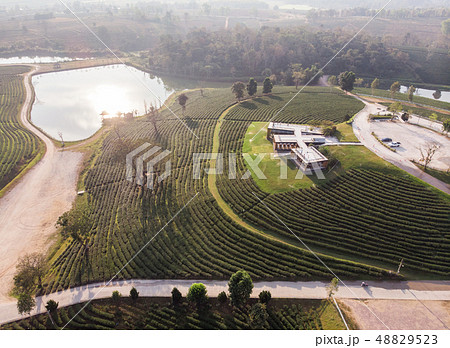 Landscape green tea terraced plantation on hill 48829523