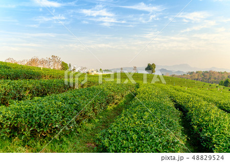 Landscape green tea plantation on hill 48829524