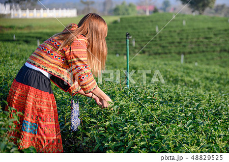 Tribal woman picking shoots tea in plantation on 48829525