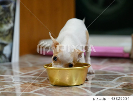 Puppy chihuahua eating grain food 48829554