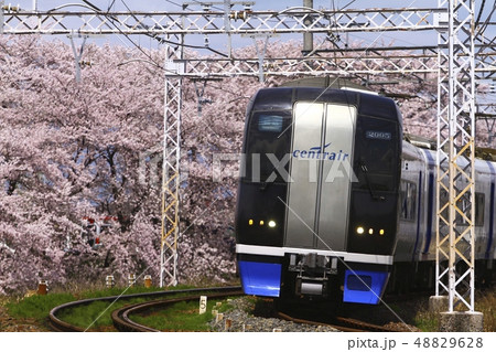 空港特急ミュースカイと笠松の桜 48829628