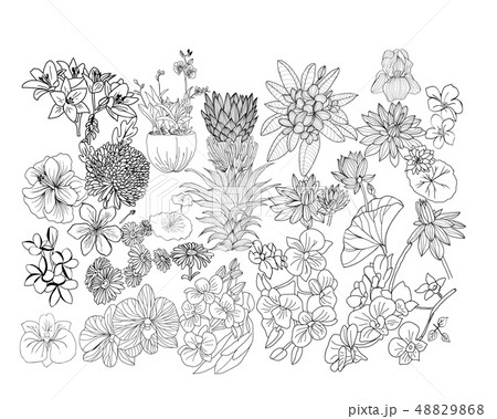 Hand drawn botacal floral design elements. 48829868