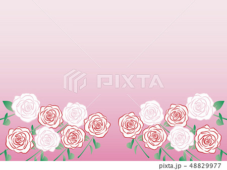 薔薇の花 48829977