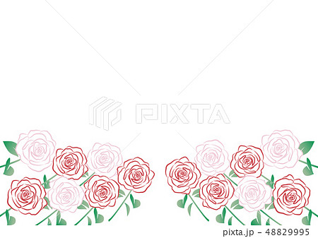 薔薇の花 背景白のイラスト素材 4995