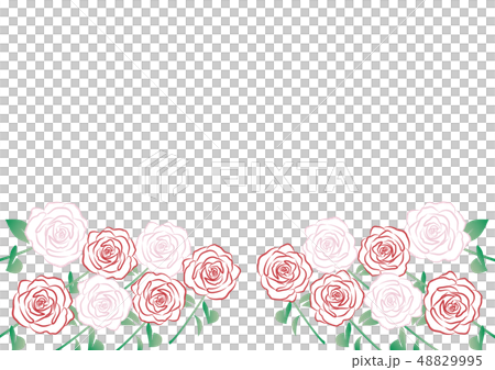 薔薇の花 背景白 薔薇の花 背景白 48829995