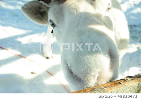 白いトナカイ 白いトナカイ 48830473