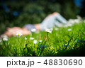 Chamomile flowers on green field in warm day 48830690