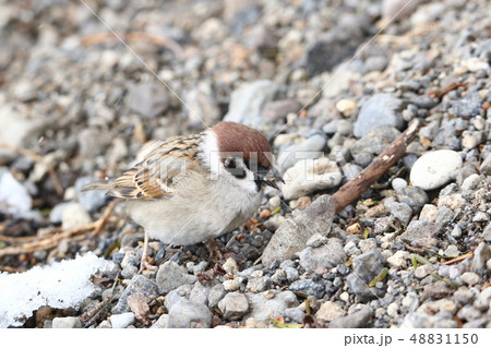 地上で採餌するスズメ［Ａ］ 48831150