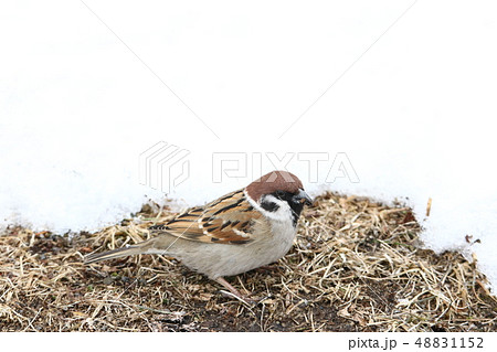 地上で採餌するスズメ［Ｃ］ 48831152