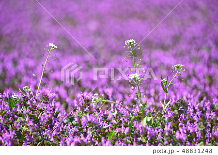 ナズナとホトケノザ ナズナとホトケノザ 48831248