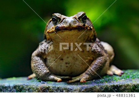 Cane toad, Rhinella marina, frog from Costa Rica 48831361