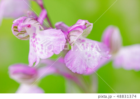 Detail of pink orchid. Detail of pink orchid. 48831374