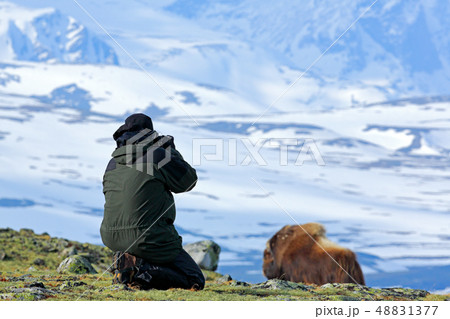 Photographer with Musk Ox, Ovibos moschatus Photographer with Musk Ox, Ovibos moschatus 48831377