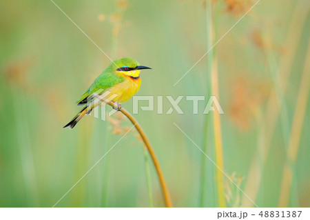 Little Bee-eater, detail of exotic african bird 48831387