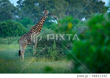 Giraffe, green vegetation with animal Giraffe, green vegetation with animal 48831392