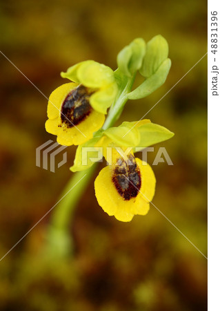Ophrys lutea, Yellow Ophrys, Gargano in Italy Ophrys lutea, Yellow Ophrys, Gargano in Italy 48831396