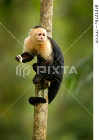 Monkey feeding banana. White-headed Capuchin Monkey feeding banana. White-headed Capuchin 48831398