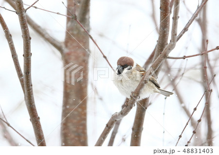 樹上にとまるスズメ［冬季/Ｂ］ 48831403