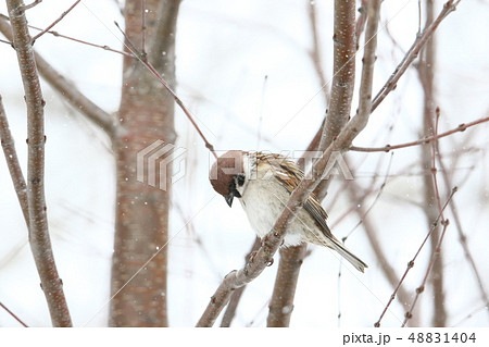 樹上にとまるスズメ［冬季/Ａ］ 48831404
