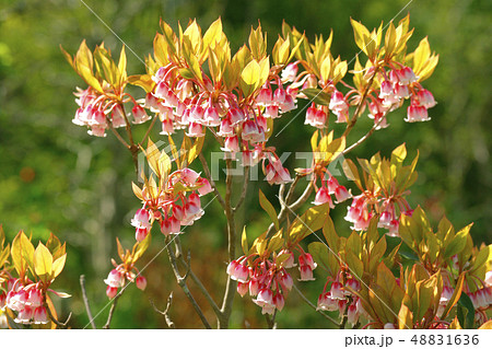 ホンコンドウダンツツジの写真素材