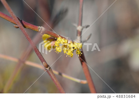 Cornelian cherry Cornelian cherry 48831684