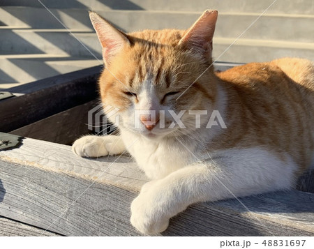 賽銭箱の上に乗ったネコ 賽銭箱の上に乗ったネコ 48831697