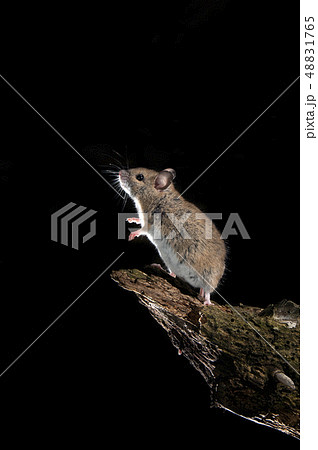 Field mouse standing on a stick Field mouse standing on a stick 48831765