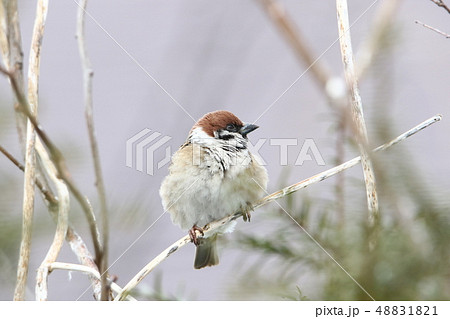 採餌活動中のスズメ（樹上/４‐３） 48831821