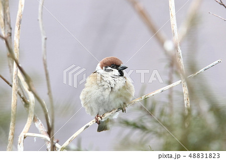 採餌活動中のスズメ（樹上/４‐２） 48831823