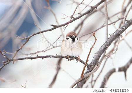 採餌活動中のスズメ（樹上） 48831830
