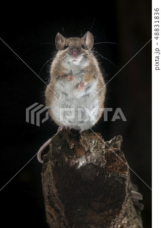Field mouse standing on a stick Field mouse standing on a stick 48831836