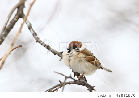 樹上にとまる採餌中のスズメ（白バック/３‐２） 48831970