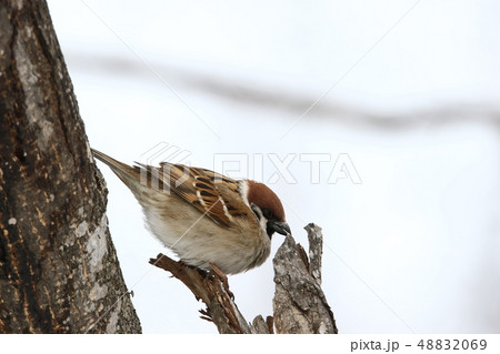 朽木にとまる採餌中のスズメ(白バック/3‐2) 朽木にとまる採餌中のスズメ(白バック/3‐2) 48832069
