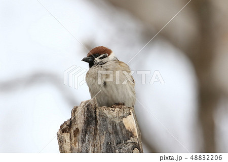 朽木にとまる採餌中のスズメ［６‐１］ 48832206