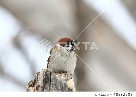 朽木にとまる採餌中のスズメ［６‐２］ 48832208