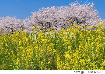 菜の花と桜 48832622
